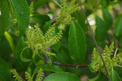 Excoecaria agallocha